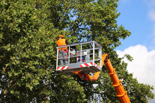 Best Tree and Shrub Care  in Wauseon, OH